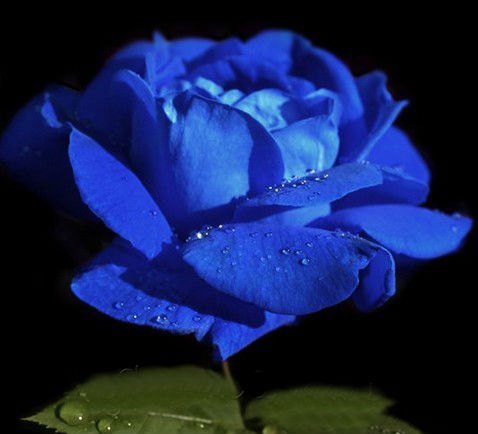 Blue Rose Seeds Shrub Perennial Rose Seeds 20 Seeds db