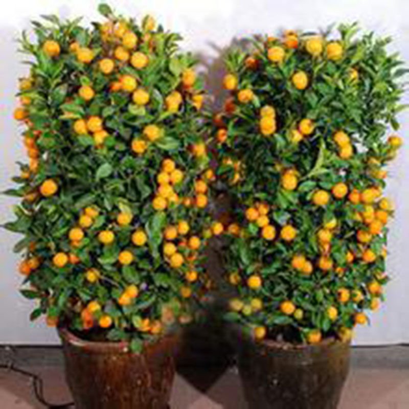 Orange Bonsai Seeds Fruit Seeds 20 Seeds