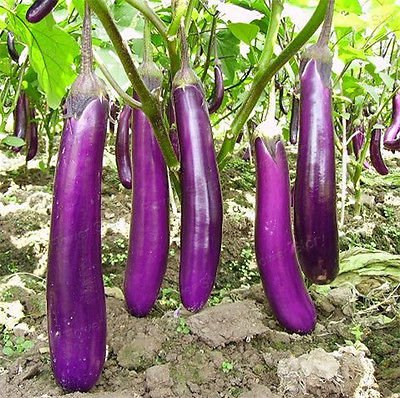 Eggplant Seeds 100 Seeds
