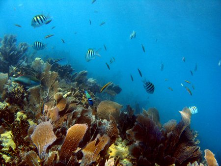 Dry Rocks Reef