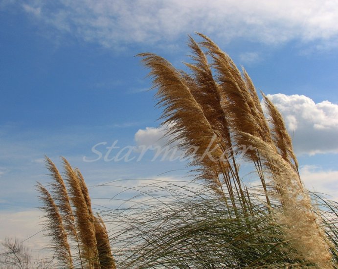 Breezy - Original Fine Art Photography