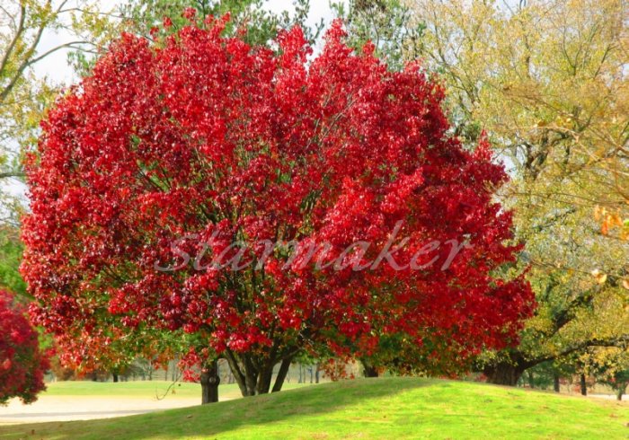 Fire Tree - Original Fine Art Photography