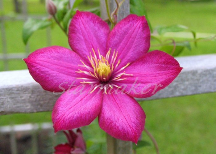 Clematis - Original Fine Art Photograph