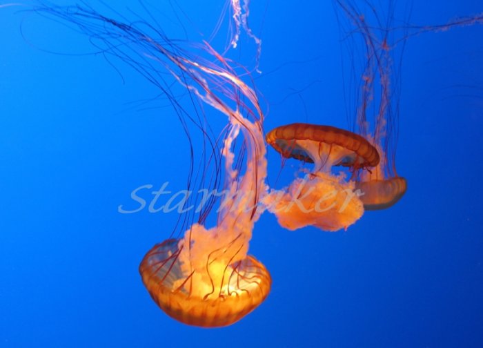 Slow Dancing - Original Fine Art Photograph