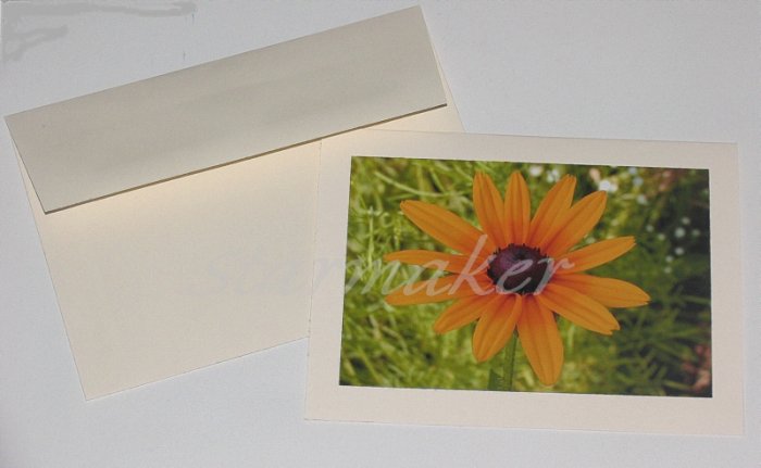 Blackeyed Susan - Original Fine Art Photograph Notecard