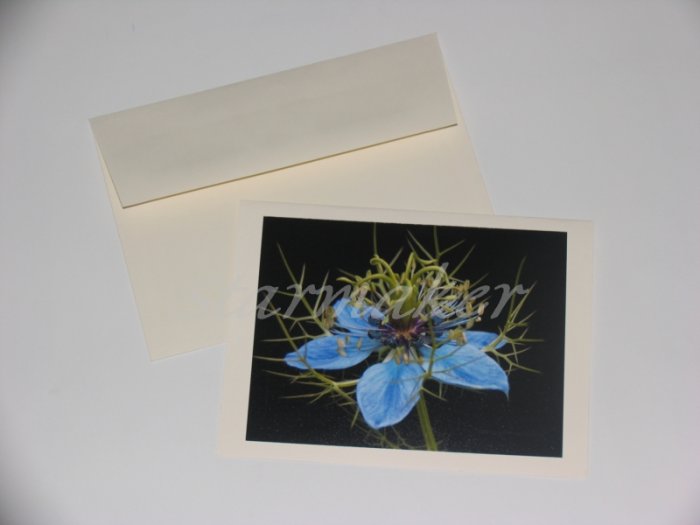 Soft Thorns - Original Award Winning Fine Art Photograph Notecard