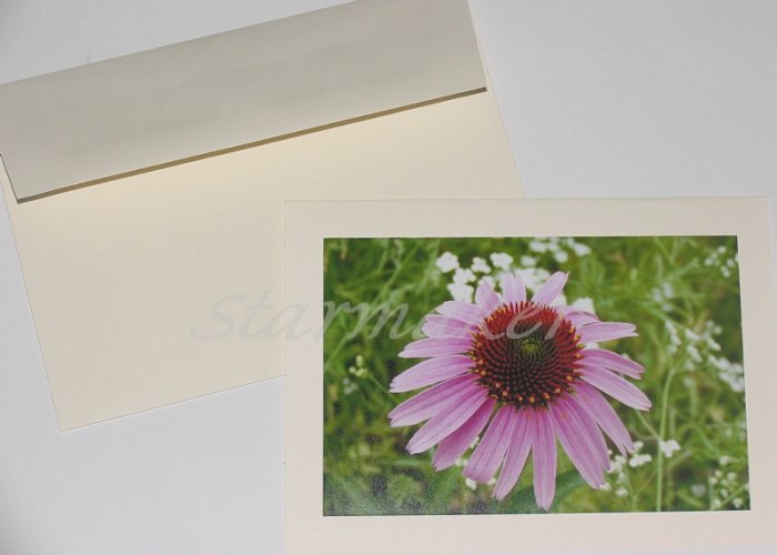 Coneflower - Original Fine Art Photograph Notecard
