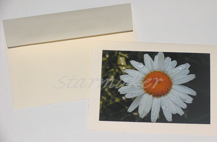 Daisy After the Rain - Original Fine Art Photograph Notecard