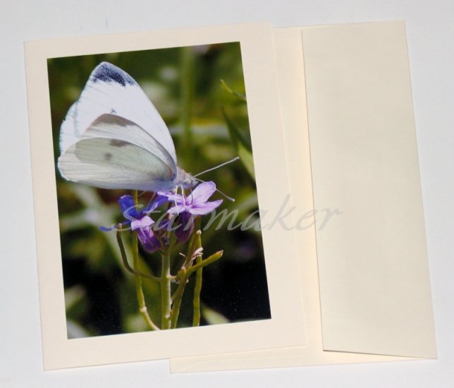 White Butterfly - Original Fine Art Photograph on Notecard