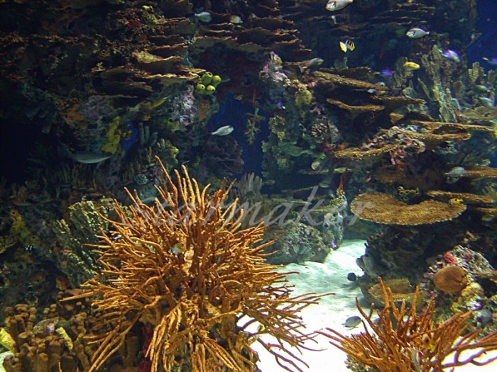 Under The Sea - Original Fine Art Photograph