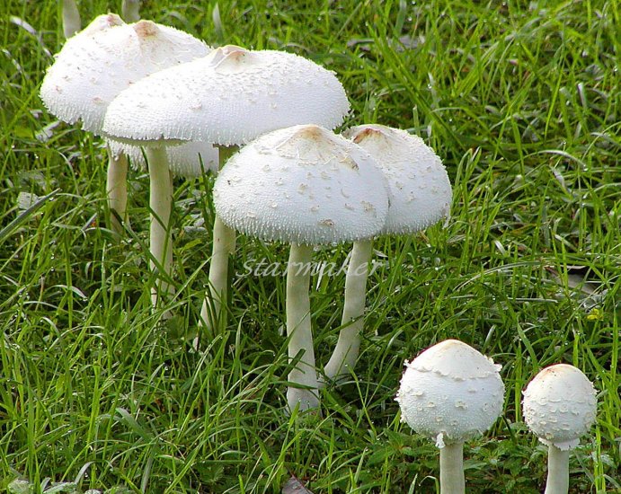 Mushroom Family - Original Fine Art Photograph