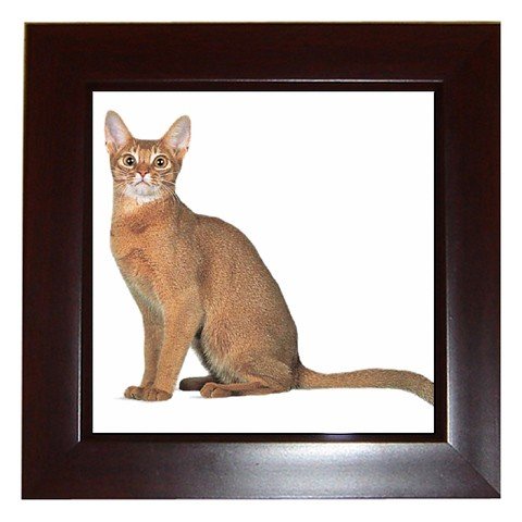 Abyssinian Cat Pet Lover Framed Tile Picture 12168361