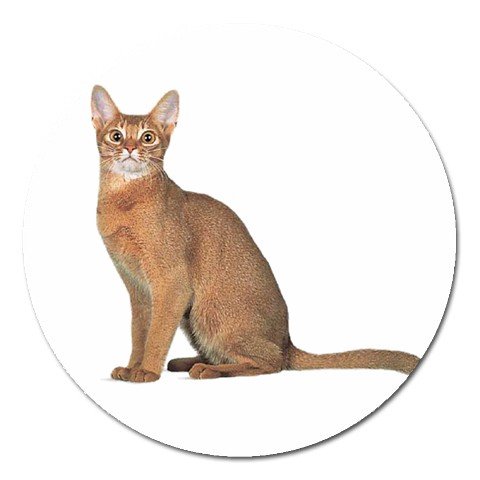 Abyssinian Cat Pet Lover Magnet Round 12168405