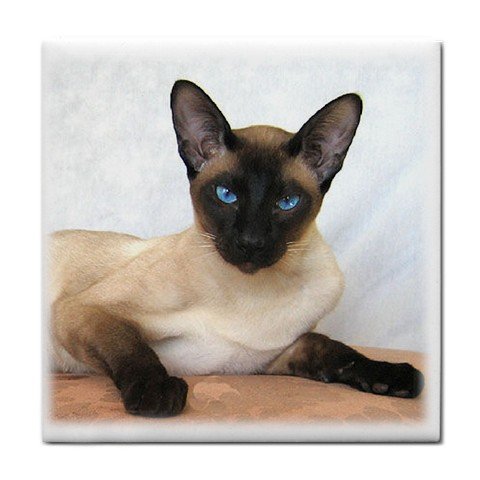 Siamese Cat Pet Lover Tile Coaster 12203163