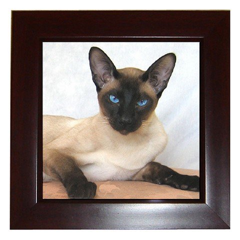 Siamese Cat Pet Lover Framed Tile Picture 12203164