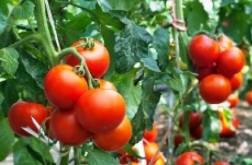25 RUTGER,S FRESH TOMATO SEEDS