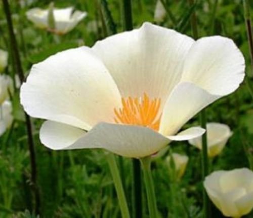 100 WHITE LINEN POPPY FLOWER SEEDS