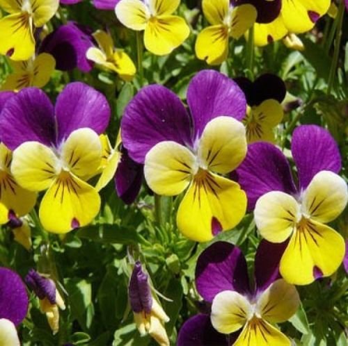 JOHNNY JUMP UP - VIOLA - FLOWER SEEDS