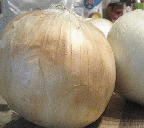 25 FRESH SWEET SPANISH WHITE ONION SEEDS