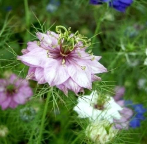 LOVE IN A MIST FLOWER SEEDS MIXED COLORS 50 FRESH SEEDS