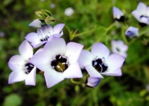 BIRD'S EYES - GILIA TRICOLOR 100 FRESH SEEDS