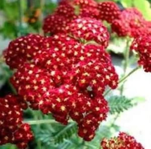 RED YARROW 100 FRESH SEEDS
