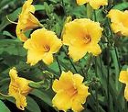 STELLA DE ORO DAYLILY 15 FRESH SEEDS