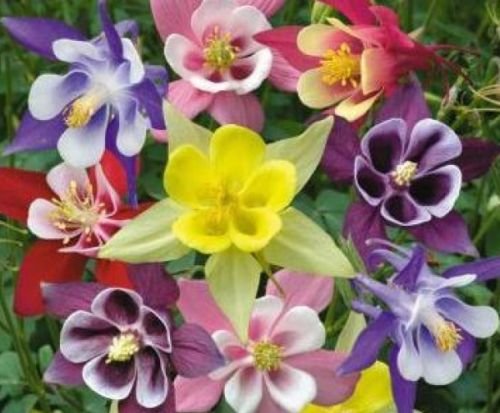 COLUMBINE MCKANA MIX 50 FRESH SEEDS