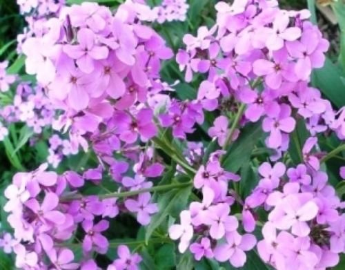 DAME'S ROCKET SEEDS VIOLET 100 FRESH SEEDS