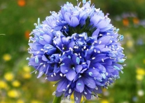 GLOBE GILIA SEEDS BLUE 100 FRESH SEEDS