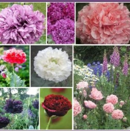 100 DOUBLE POPPY PEONY MIX FLOWER SEEDS