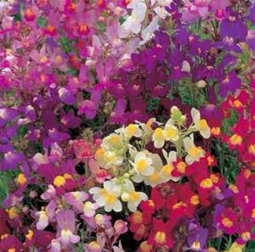 TOADFLAX FLOWER MIX BABY SNAPDRAGON 500 FRESH SEEDS