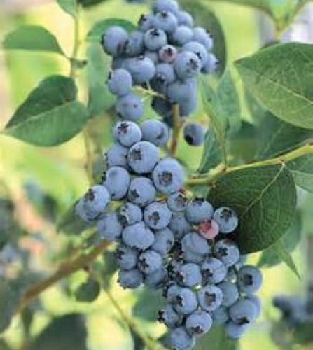 50+ HIGHBUSH BLUEBERRY PRE-STRATIFIED SEEDS