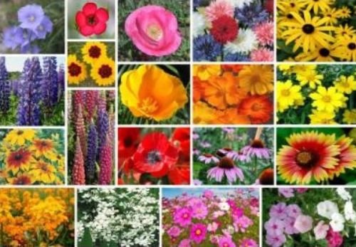 200 MIXED WILDFLOWER ALL PERENNIAL SEEDS