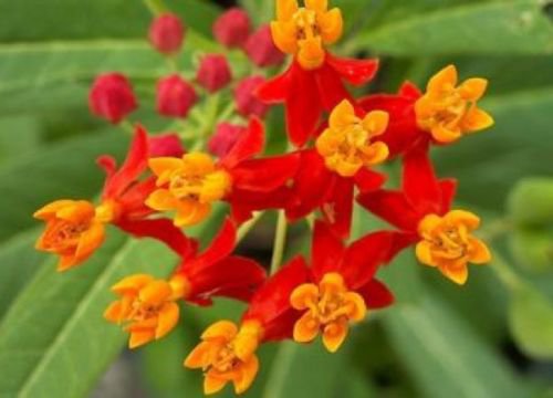 BLOODFLOWER/SUNSET FLOWER/MEXICAN MILKWEED 50 FRESH SEEDS
