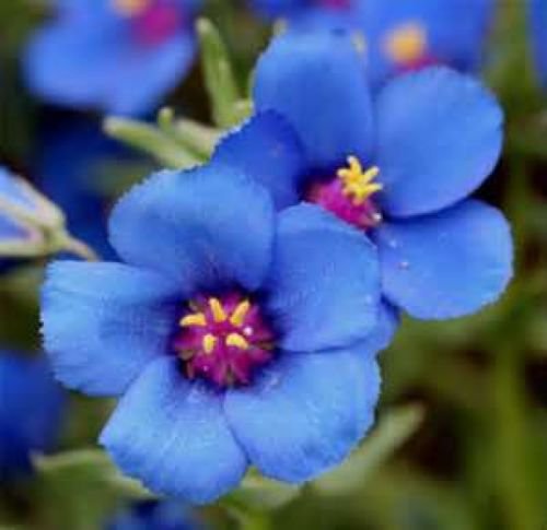 BLUE PIMPERNEL 50 FRESH SEEDS