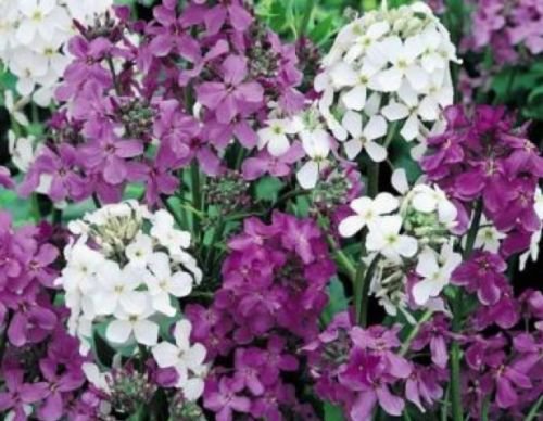 DAME'S ROCKET SEEDS MIXED COLORS 100 FRESH SEEDS