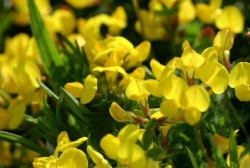 BIRD'S FOOT TREFOIL 100 FRESH SEEDS