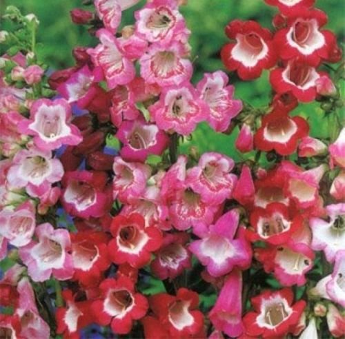 PENSTEMON HARTWEGII SENSATION MIX 40 FRESH FLOWER SEEDS