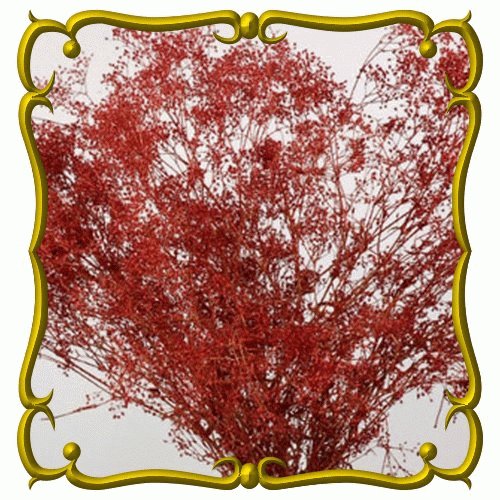 100 FRESH DEEP RED CARMINE BABY'S BREATH SEEDS