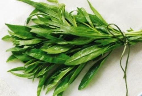 200+ FRESH TARRAGON SEEDS