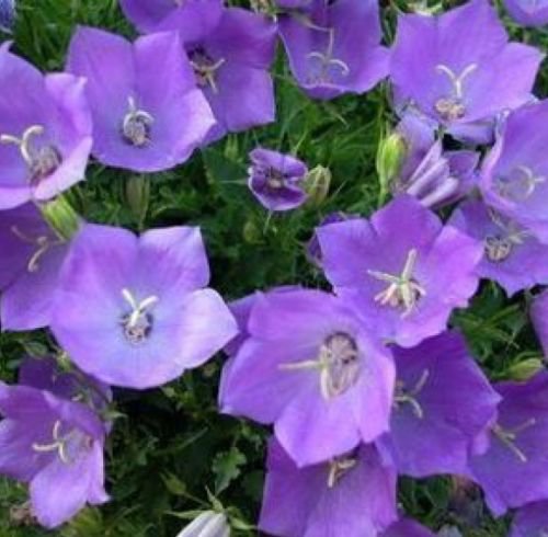 TUSSOCK BELLFLOWER 200 FRESH SEEDS