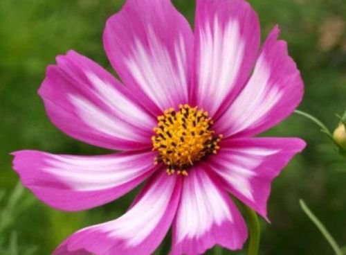 COSMOS CANDYSTRIPE 30 FRESH FLOWER SEEDS