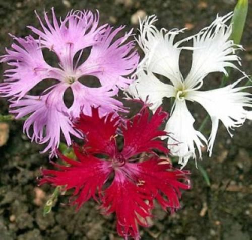 FRINGED PINKS 100 FRESH FLOWER SEEDS