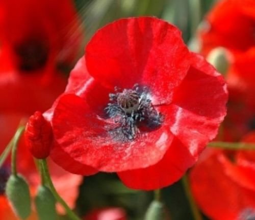 100 RED CORN POPPY FLOWER SEEDS