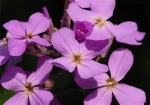 EVENING SCENTED STOCK FLOWER 200 FRESH SEEDS