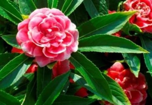 IMPATIENS BUSH FLOWER SEEDS