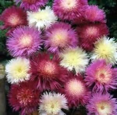 SWEET SULTAN IMPERIALIS MIX 50 FRESH SEEDS