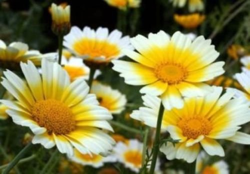 GARLAND DAISY FLOWERS 100 FRESH SEEDS
