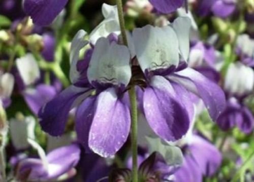 CHINESE HOUSE FLOWER SEEDS